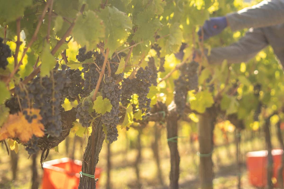 Cesarini Sartori: cantina “laboratorio” fra vino, olio e ricerca sul Sagrantino