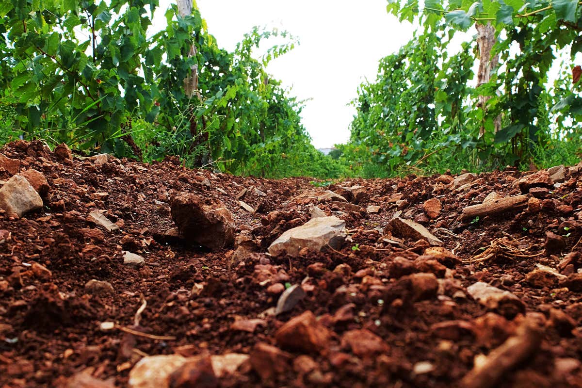 Alla scoperta del Carso autentico tra natura, tradizione e sapori