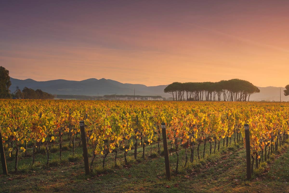 Guida Vitae 2025 di Ais: un viaggio tra i vini della Toscana