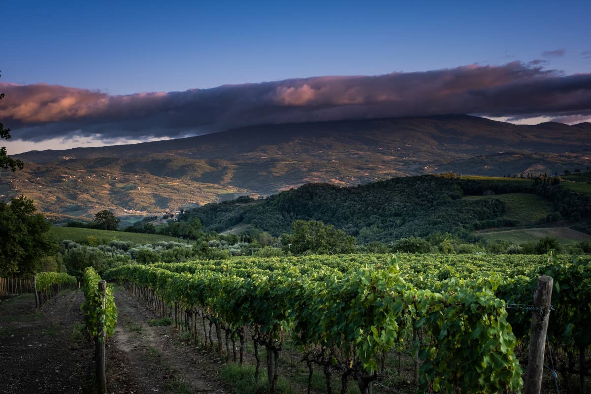 I grandi Sangiovese e Supertuscan: tra terroir unici ed eccellenze toscane