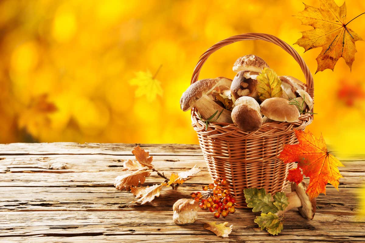 Il bosco nel piatto: come i grandi chef trasformano i funghi in arte Il bosco nel piatto: come i grandi chef trasformano i funghi in arte