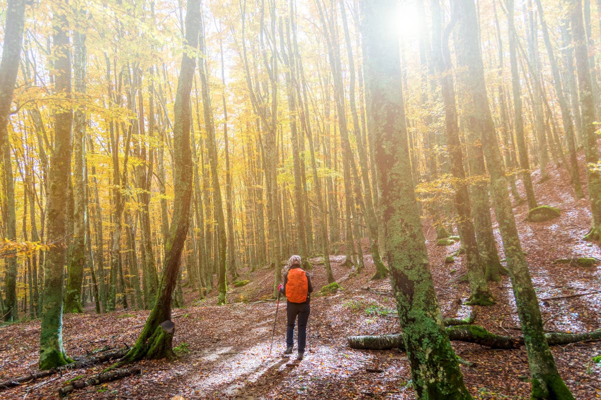 L'autunno dal finestrino: in treno verso cinque foreste italiane