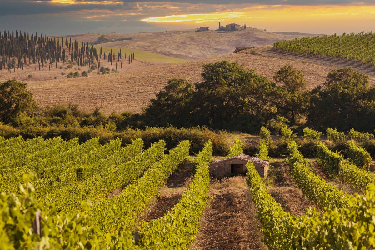 Guida Vitae 2025 di Ais: un viaggio tra i vini della Toscana