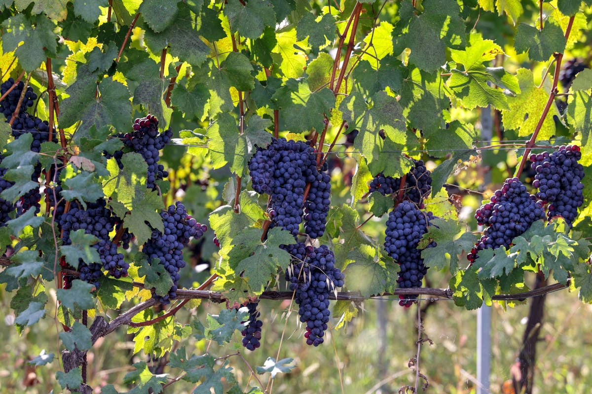 La Piemontina celebra il Nebbiolo Day tra tradizione e innovazione