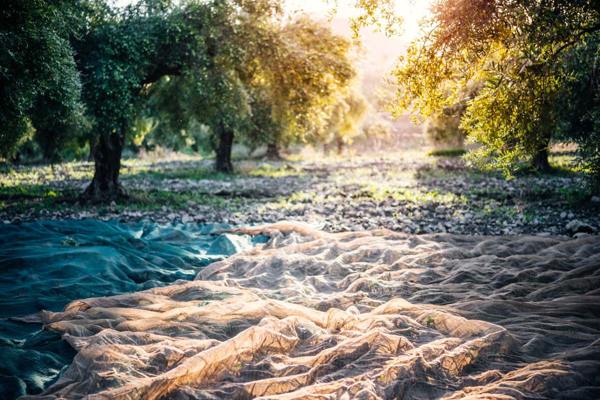 Sicilia, terra d'olio extravergine: numeri, storia e alcune varietà da scoprire