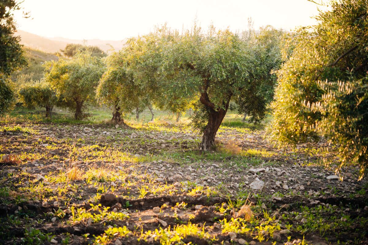 Sicilia, terra d'olio extravergine: numeri, storia e alcune varietà da scoprire