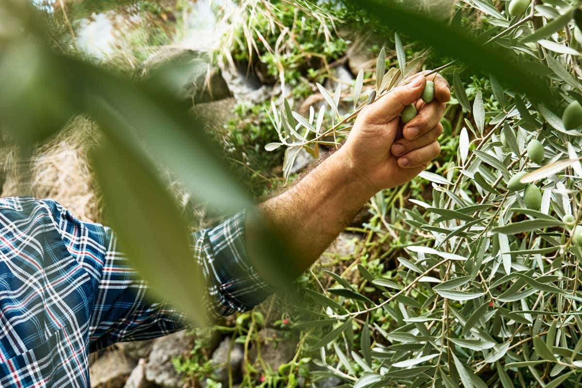 Sicilia, terra d'olio extravergine: numeri, storia e alcune varietà da scoprire