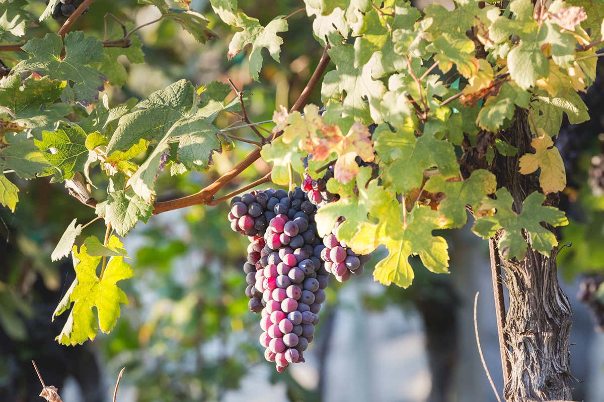 La montagna in un calice: il linguaggio profondo dei vini valtellinesi