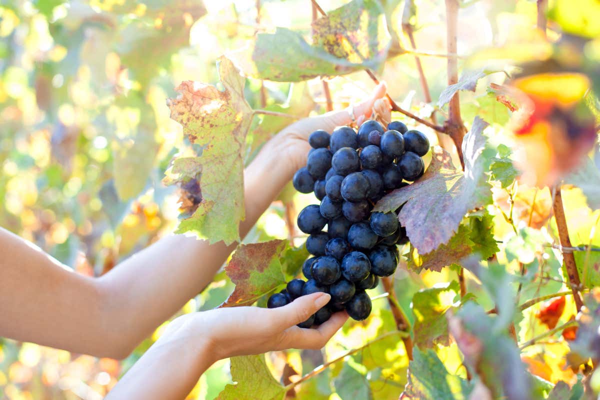 Produzione di vino in Italia 2025: +8% rispetto al 2024, Sud in forte ripresa Produzione di vino in Italia 2025: +8% rispetto al 2024, Sud in forte ripresa