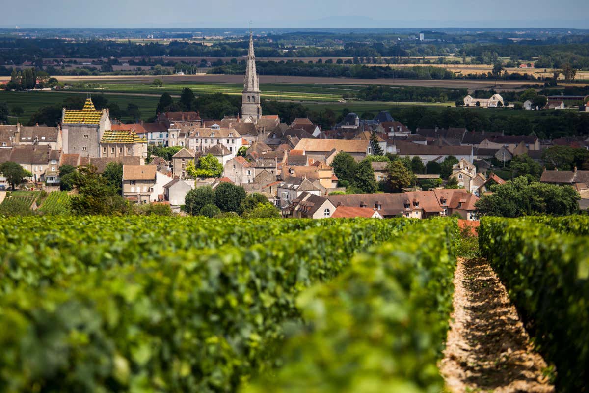 Zucchero nel vino fermo Dop: la mossa francese che mette l’Italia con le spalle al muro Zucchero nel vino fermo Dop: la mossa francese che mette l’Italia con le spalle al muro
