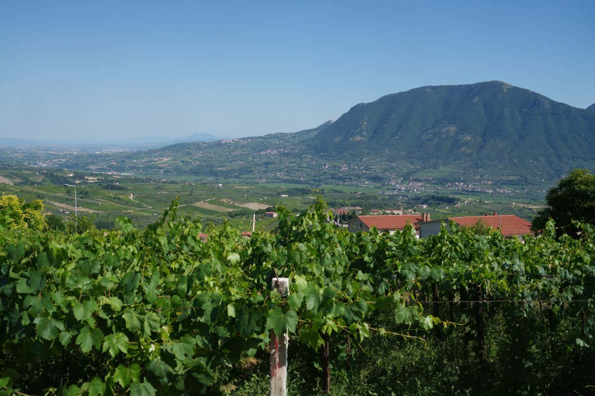Qualità alta, ma numeri bassi: il doppio binario del vino campano