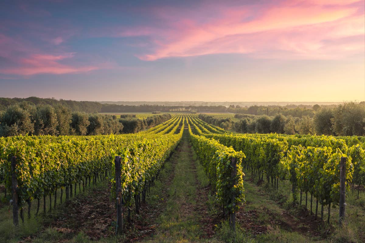 Il vino toscano è ancora solido, ma deve pensare al futuro