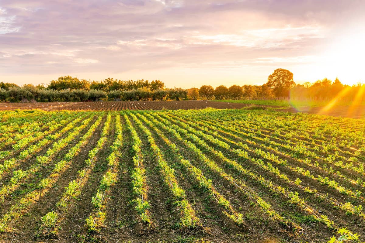 G7 Agricoltura: i ministri firmano cinque punti chiave per un futuro sostenibile