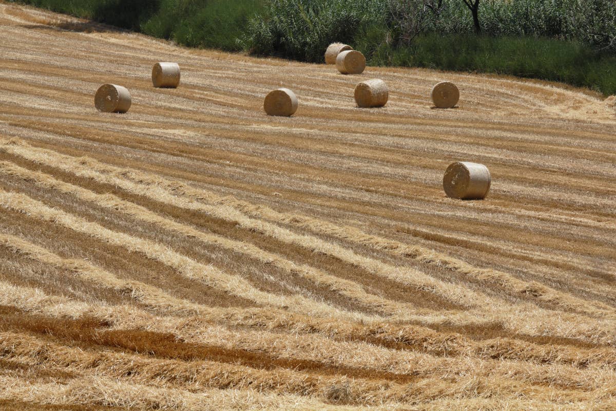 Mezzogiorno credito d'imposta per investimenti in agricoltura pesca e acquacoltura