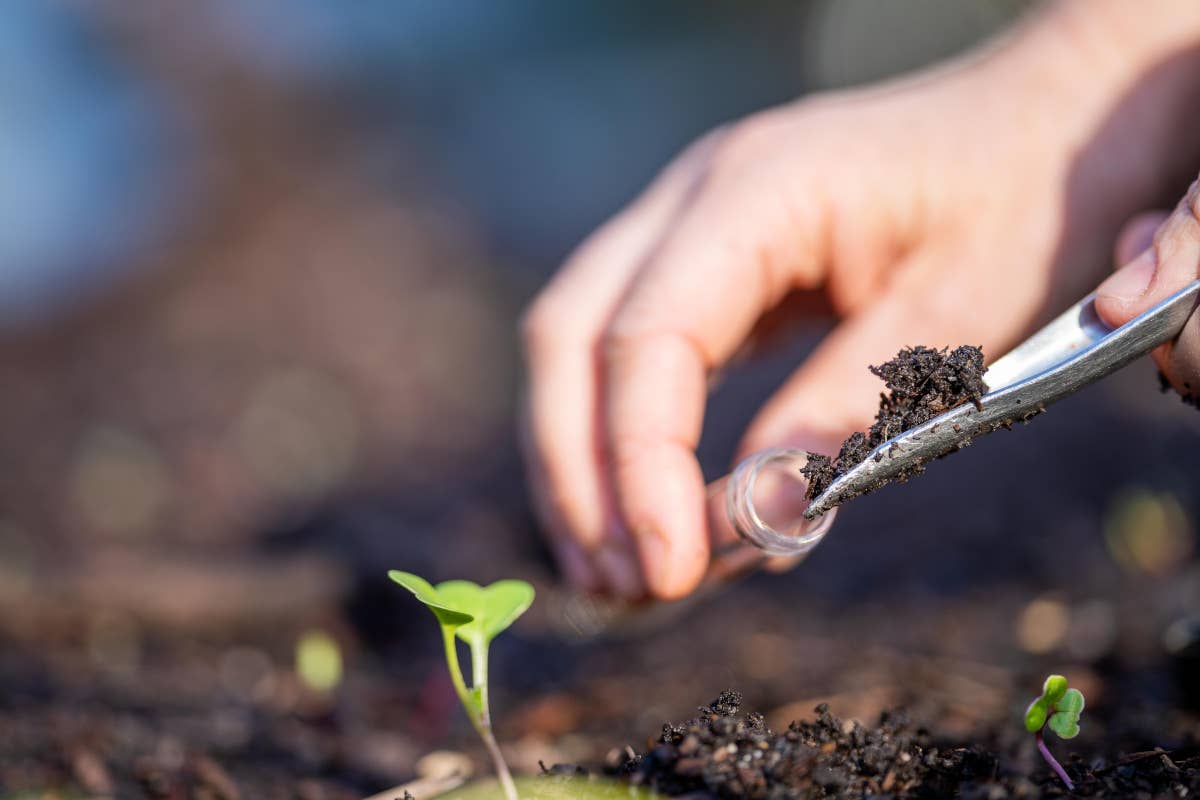 Vino e cambiamento climatico: un aiuto da carbon farming e viticoltura rigenerativa