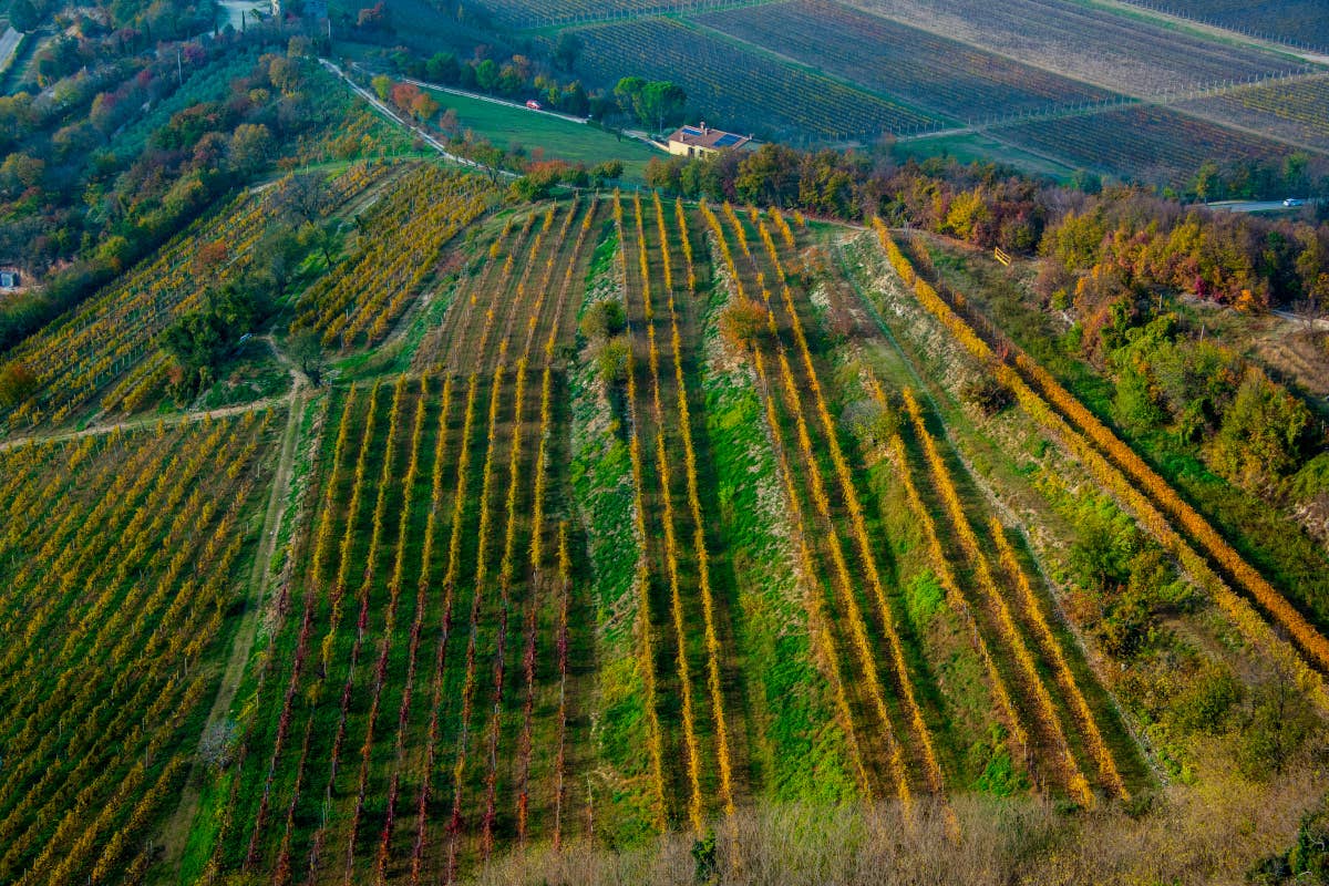 Vini rossi dei Colli Euganei, piccola-grande realtà enoica sotto i vulcani