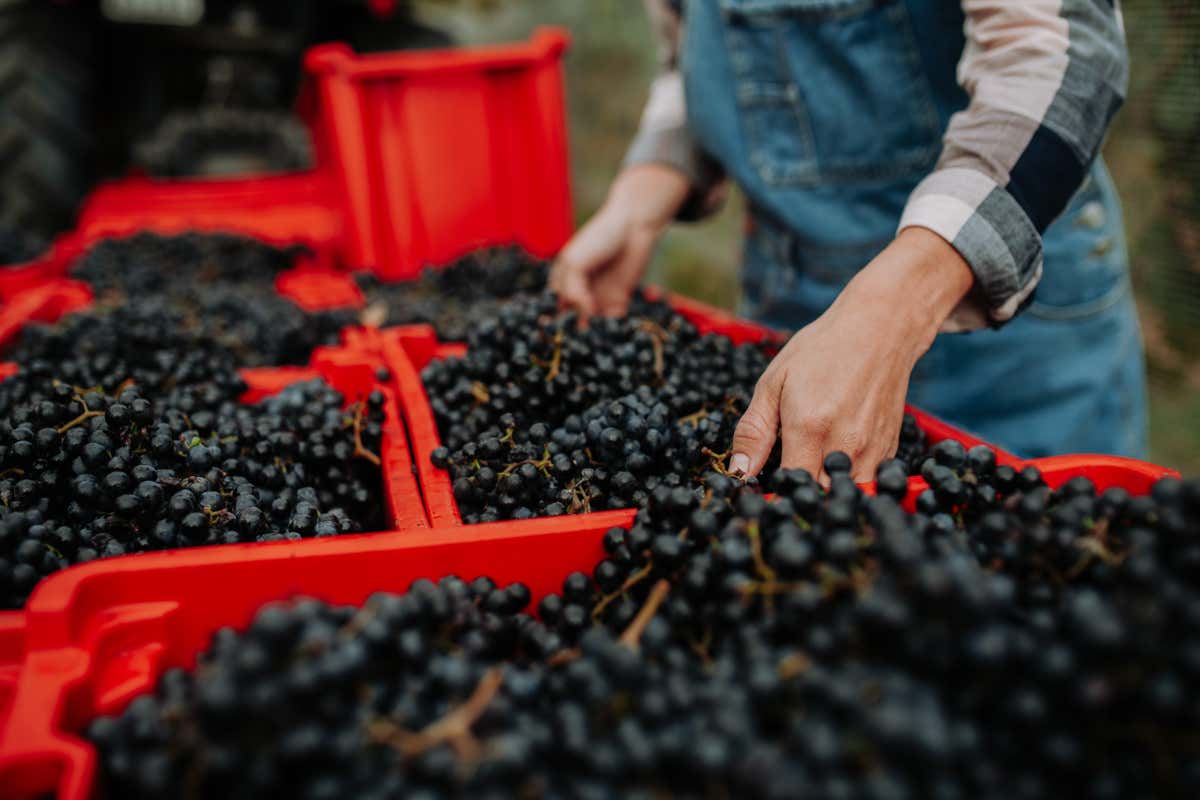 Italia del vino tra euforia e allarme: cosa ci insegna la vendemmia 2025