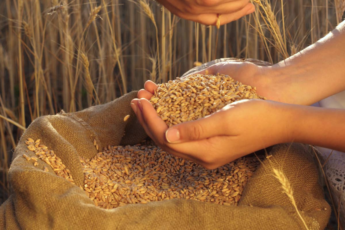 La Sicilia, terra di biodiversità, celebra i grani antichi