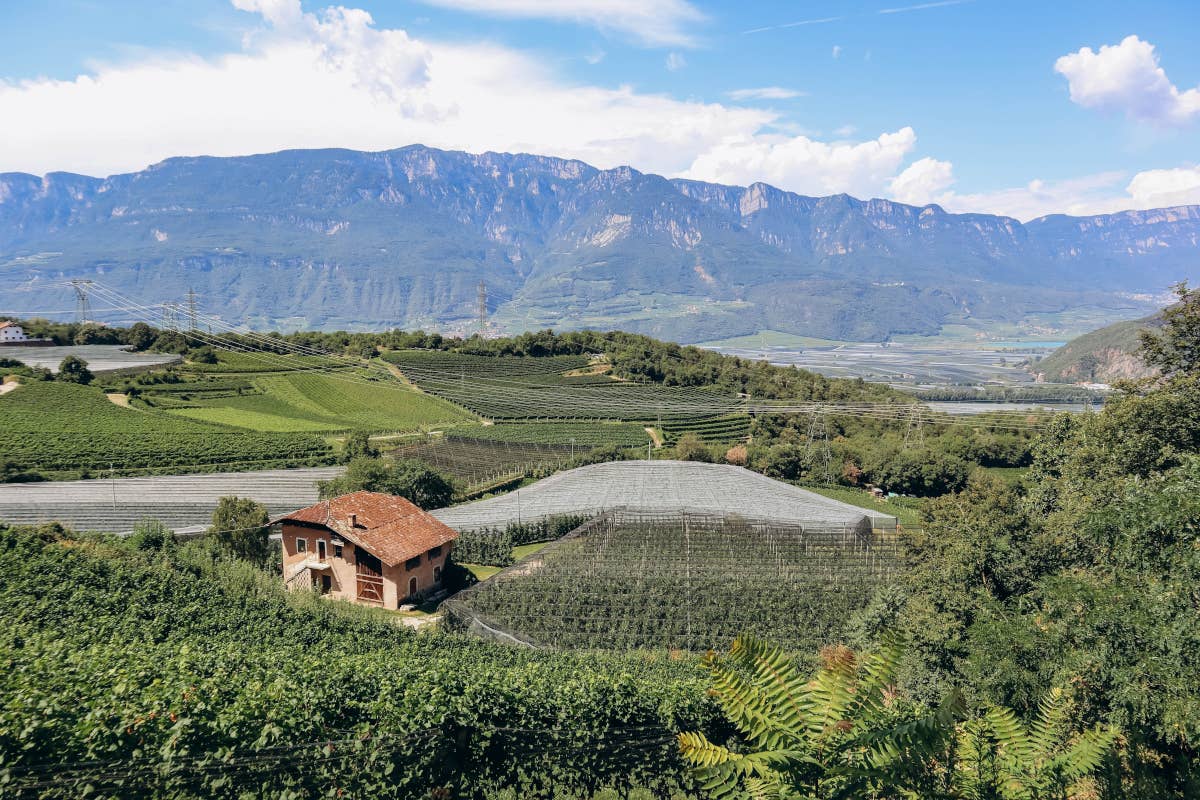 Pinot Nero: tutta l'eleganza dell' 