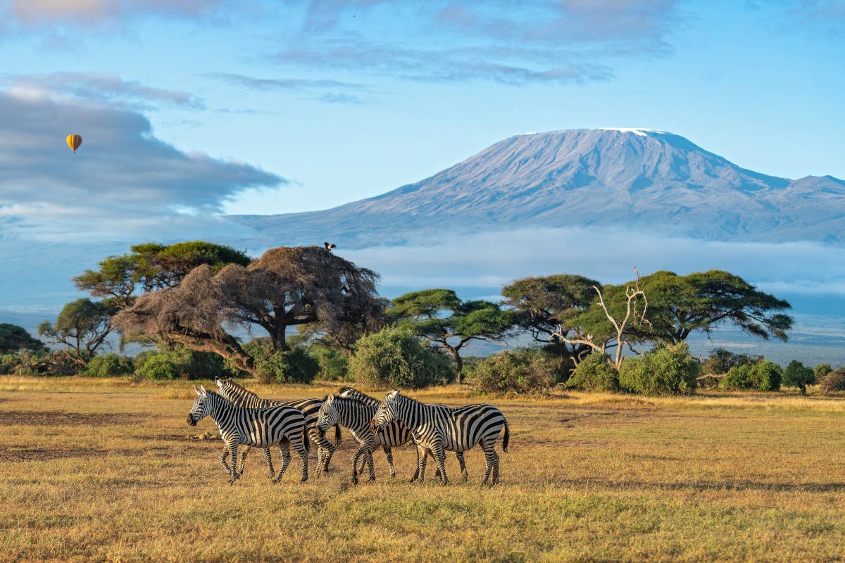 Viaggio nelle terre di Mufasa: un’avventura nella savana del Re Leone