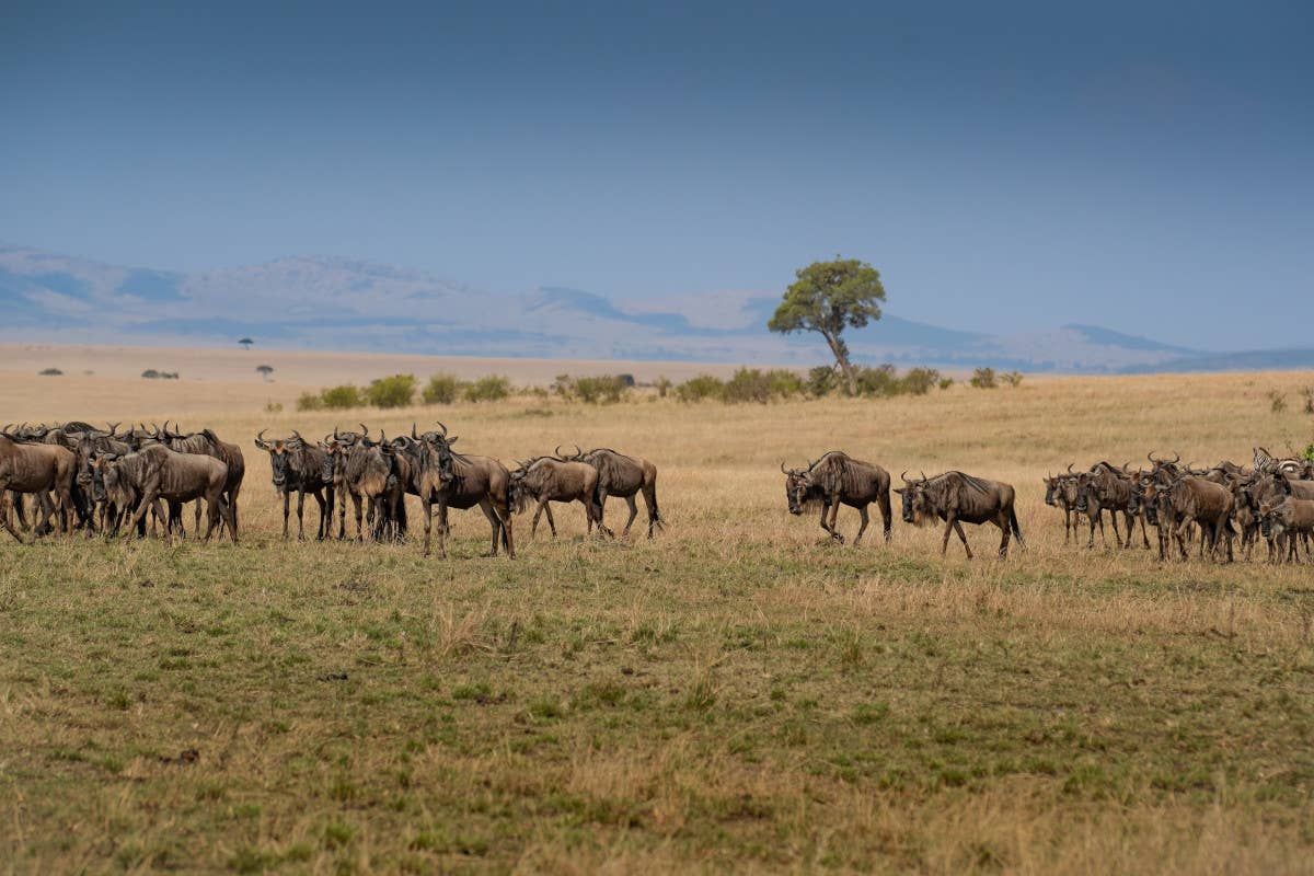 Viaggio nelle terre di Mufasa: un’avventura nella savana del Re Leone