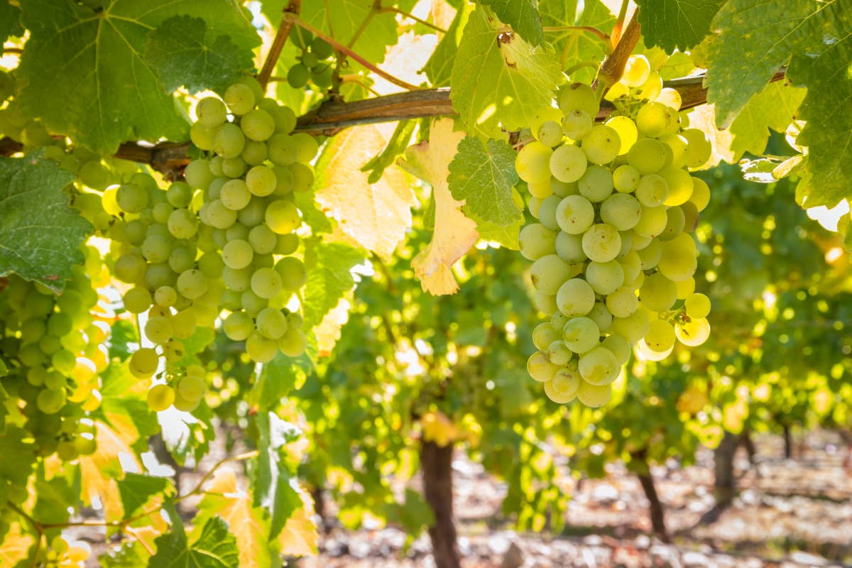 Il doppio volto del Sauvignon Blanc: tra mercato e autenticità territoriale
