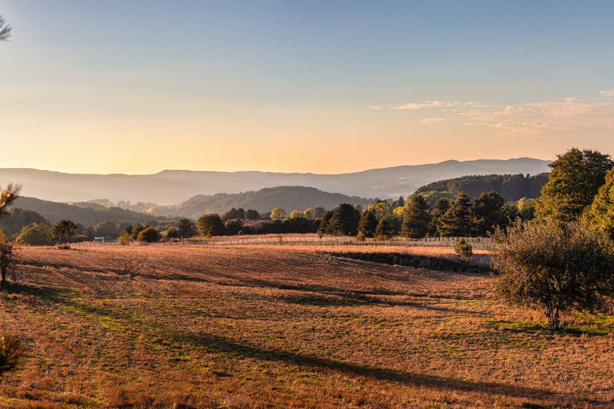 L'autunno dal finestrino: in treno verso cinque foreste italiane