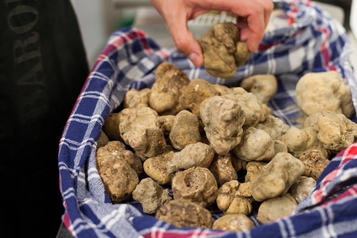 Tartufo bianco d'Alba: la raccolta posticipata per la prima volta