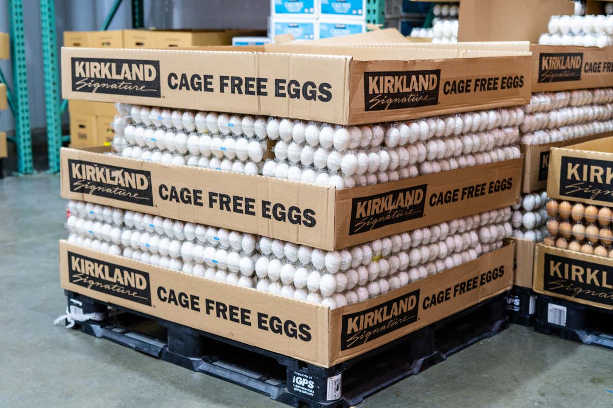 Cage free: l’emendamento trasversale in legge di bilancio che punta tutto sugli allevamenti etici