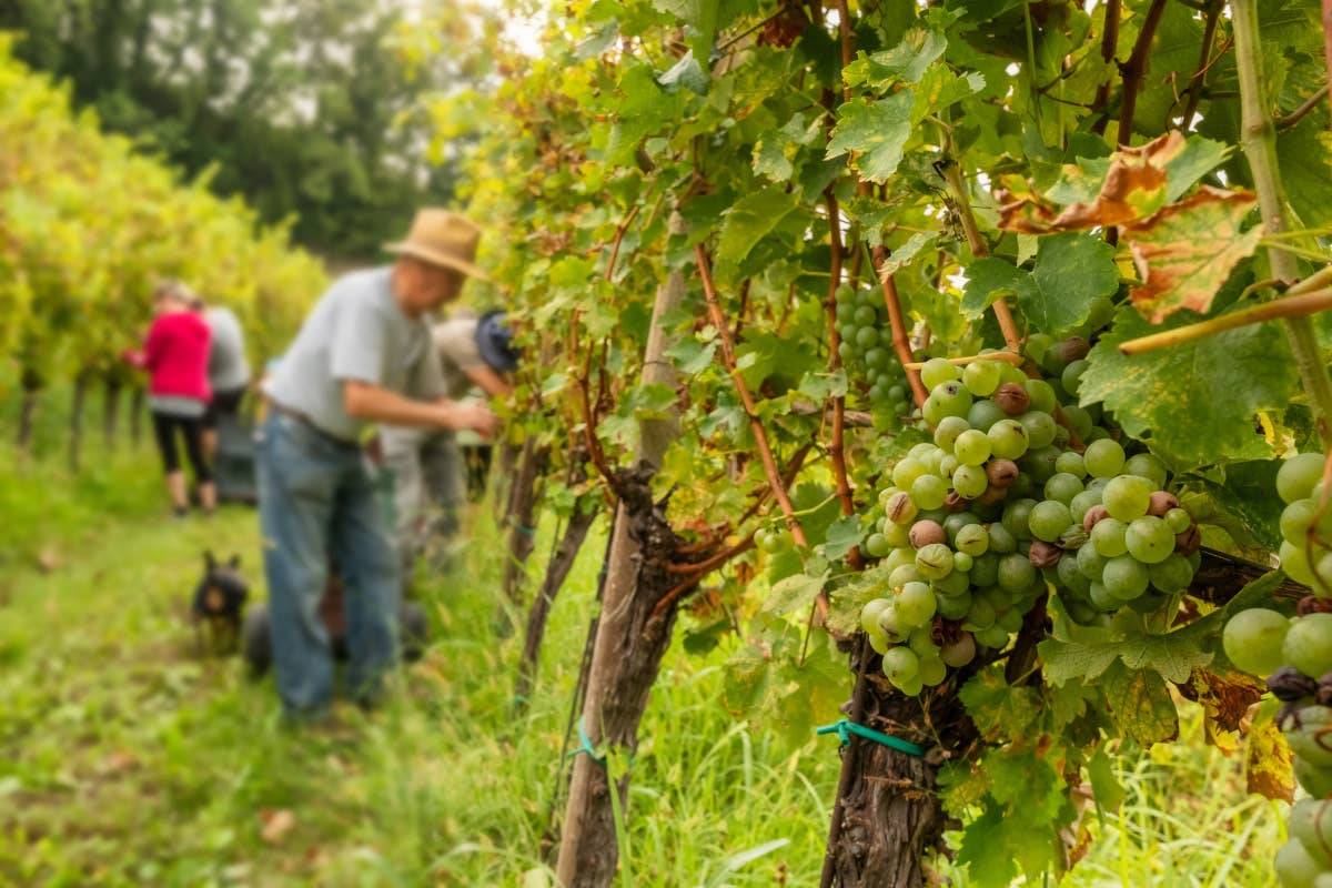 La controversia degli espianti: modello Bordeaux o una via italiana?