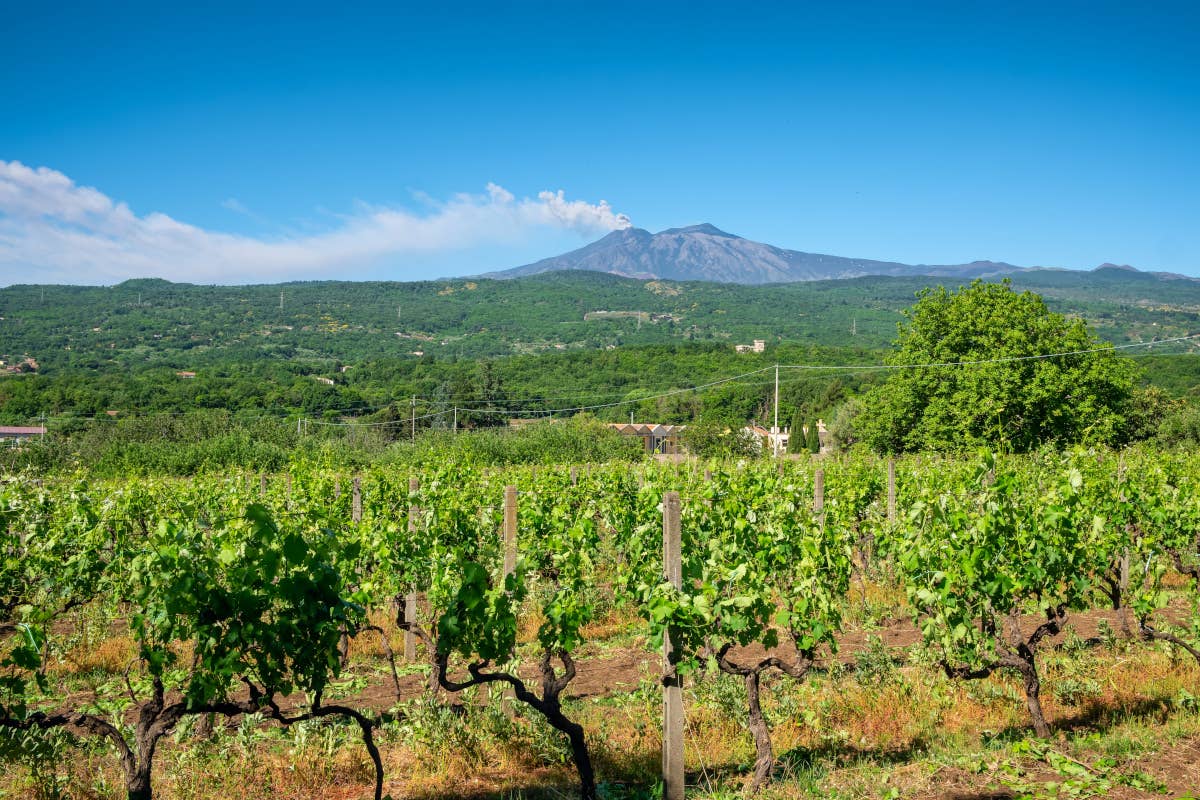 Una Federazione per valorizzare le strade del vino, dell’olio e dei sapori di Sicilia