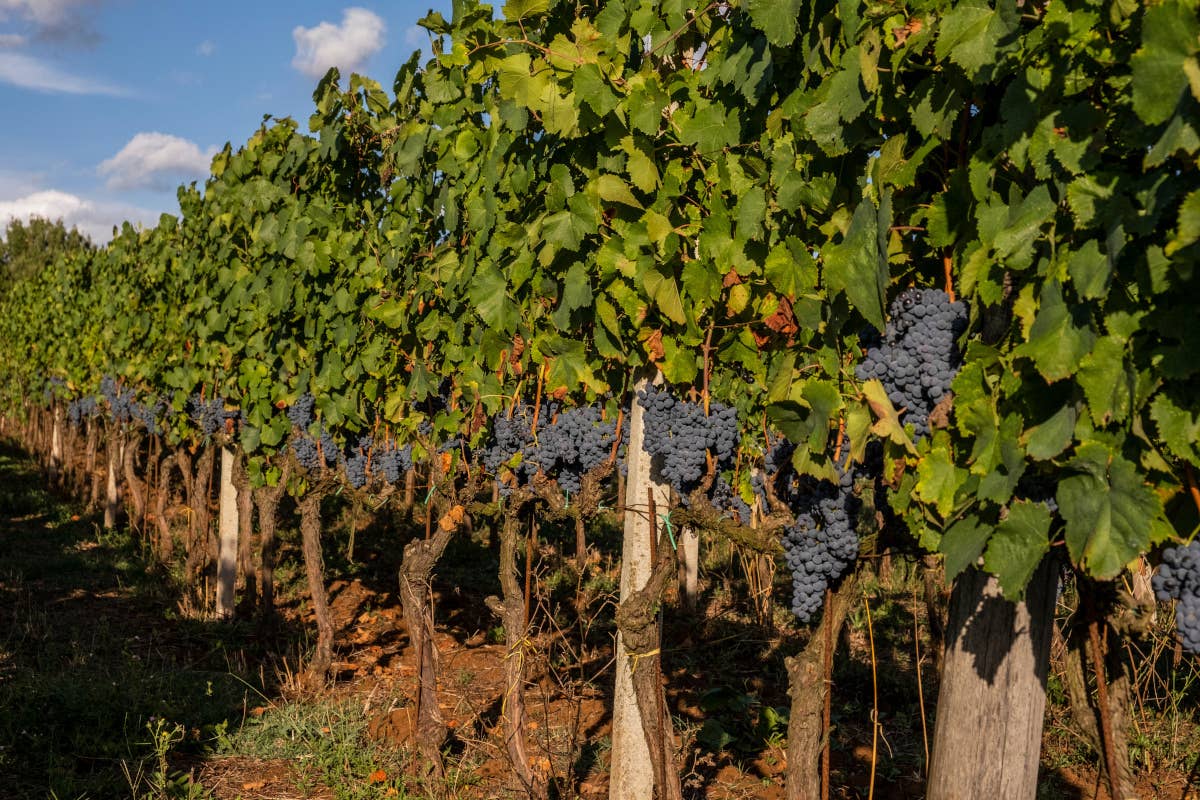 Vendemmia 2024: l'Italia riconquista il primato produttivo mondiale