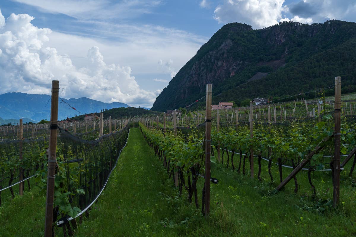 Tre Bicchieri: alla scoperta dei vini premiati dal Gambero Rosso