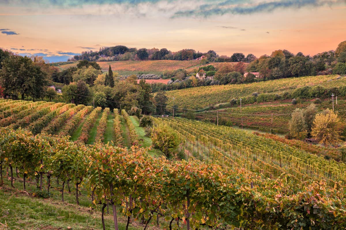 Tre Bicchieri: alla scoperta dei vini premiati dal Gambero Rosso