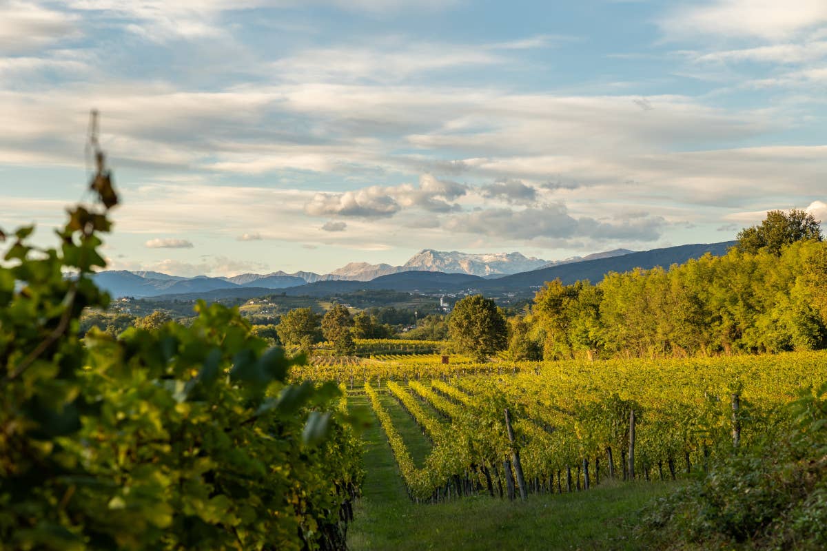 Tre Bicchieri: alla scoperta dei vini premiati dal Gambero Rosso