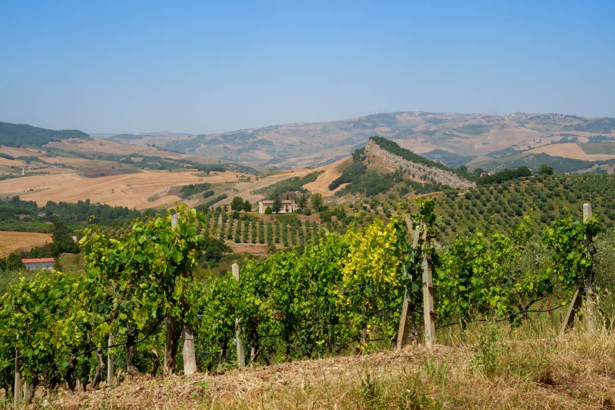 Tre Bicchieri: alla scoperta dei vini premiati dal Gambero Rosso