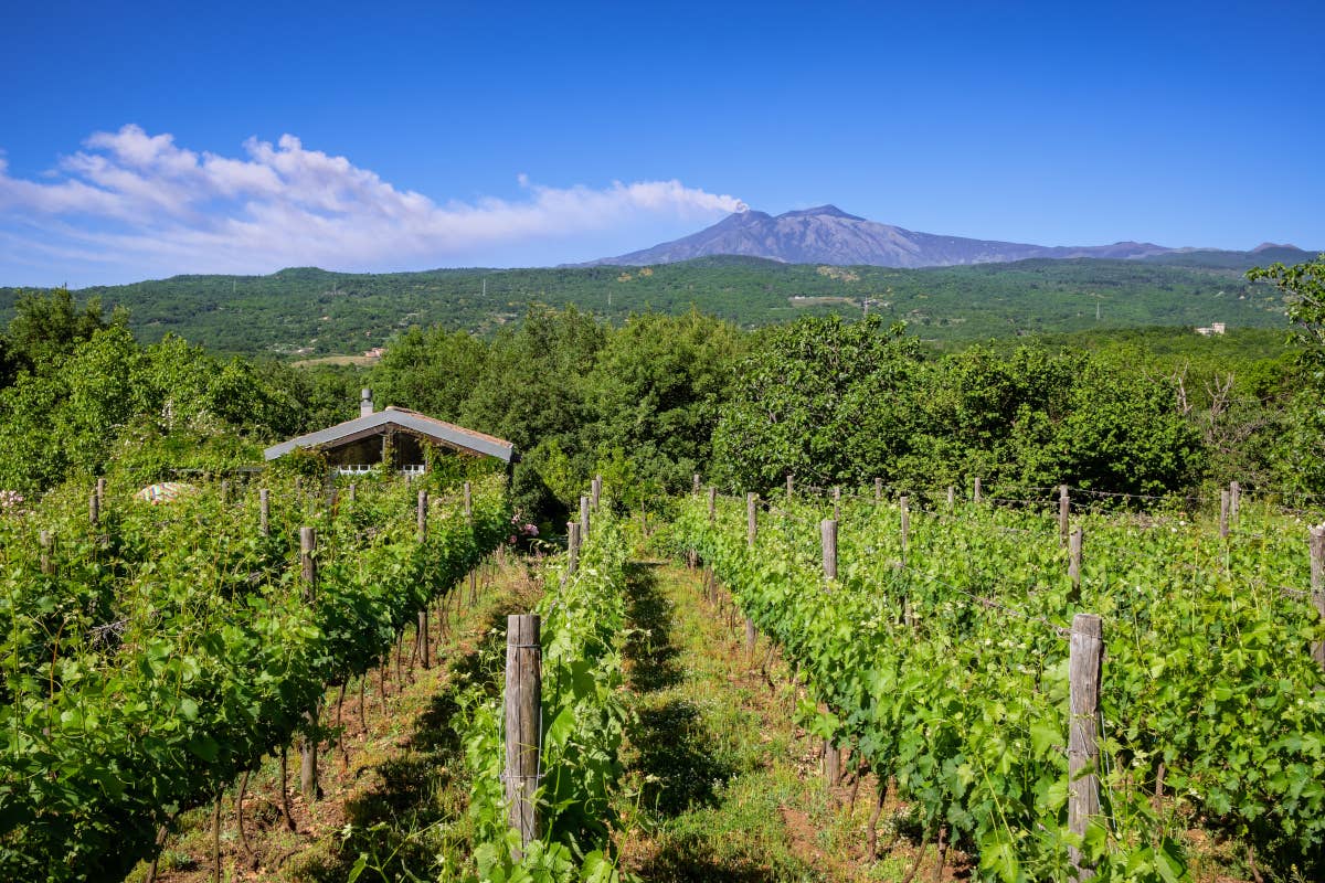 Tre Bicchieri: alla scoperta dei vini premiati dal Gambero Rosso