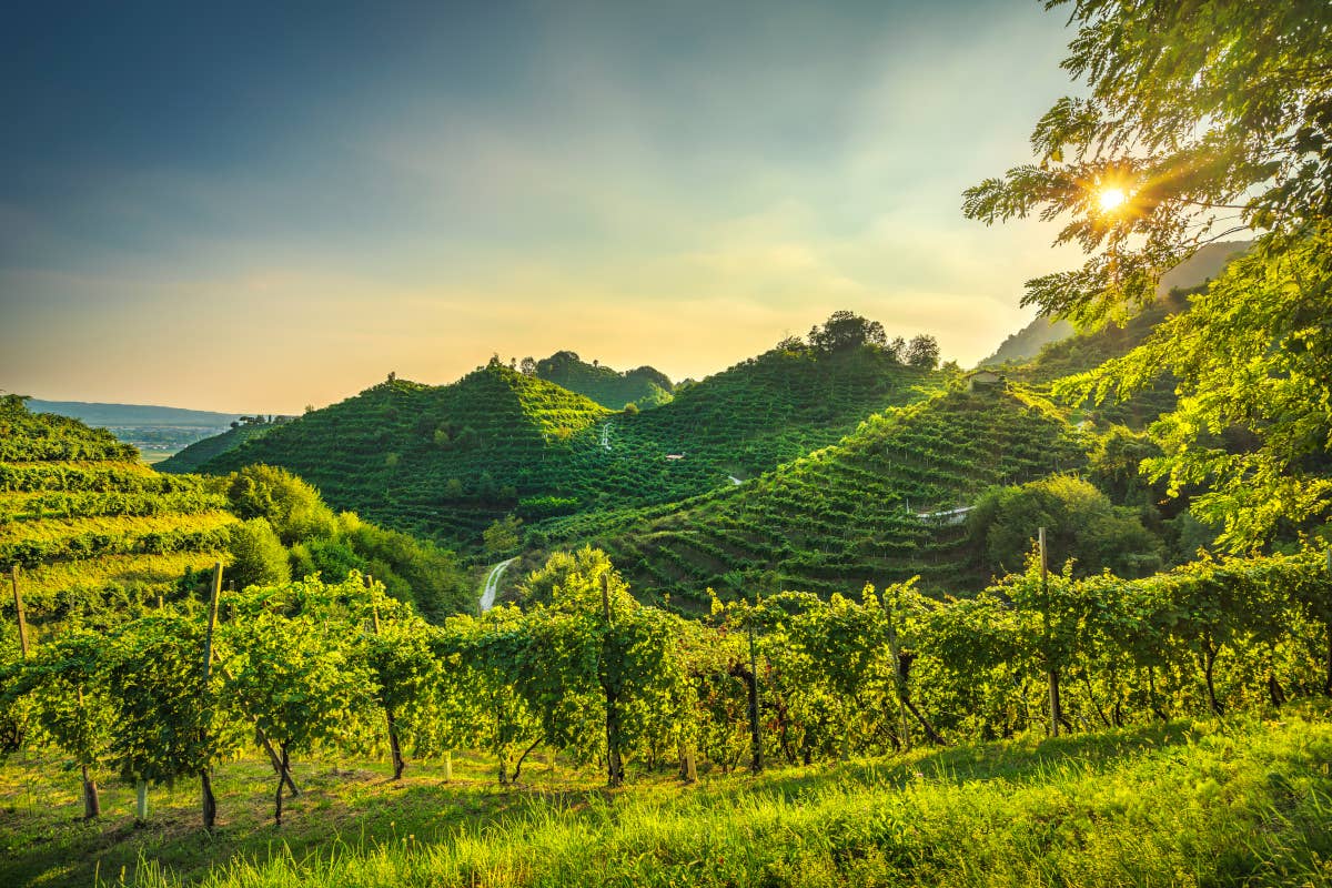 Tre Bicchieri: alla scoperta dei vini premiati dal Gambero Rosso