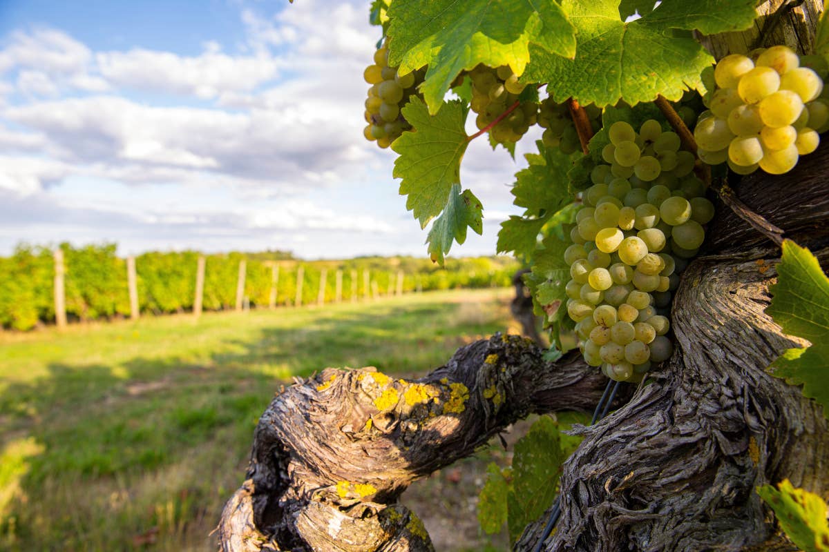 La controversia degli espianti: modello Bordeaux o una via italiana?