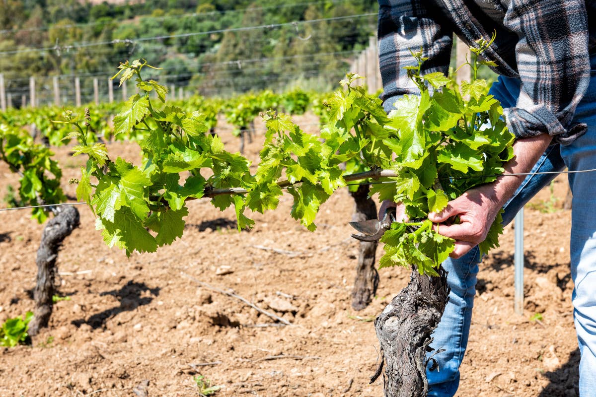 Vino e cambiamento climatico: un aiuto da carbon farming e viticoltura rigenerativa