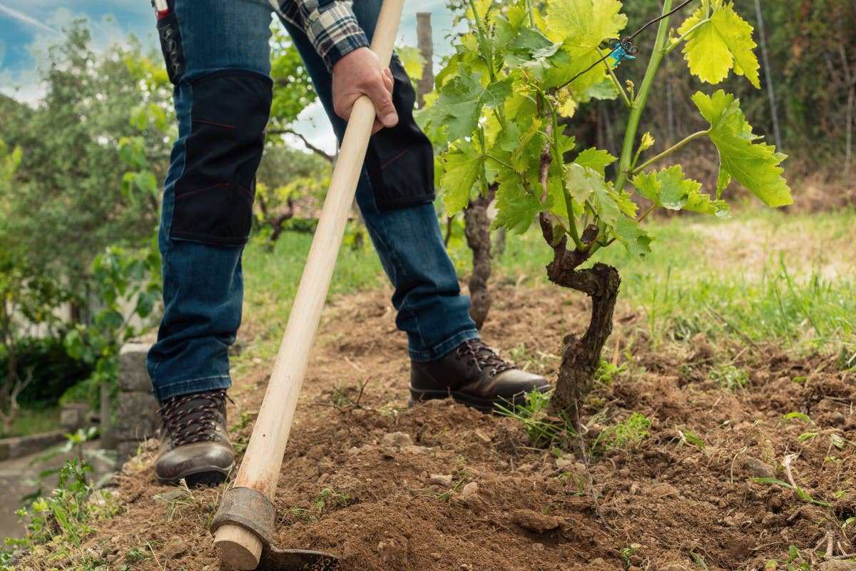 Ecco le esperienze di come si può salvare il vino rispetto al cambiamento climatico