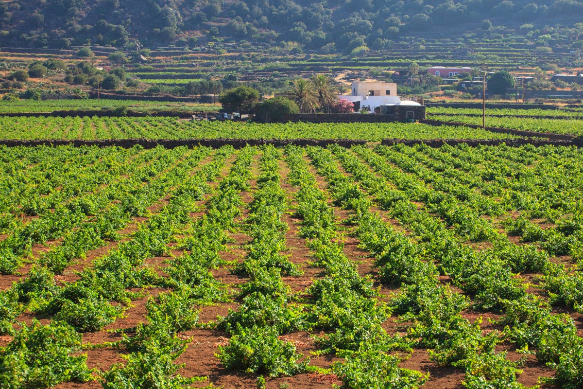 Ecco le esperienze di come si può salvare il vino rispetto al cambiamento climatico