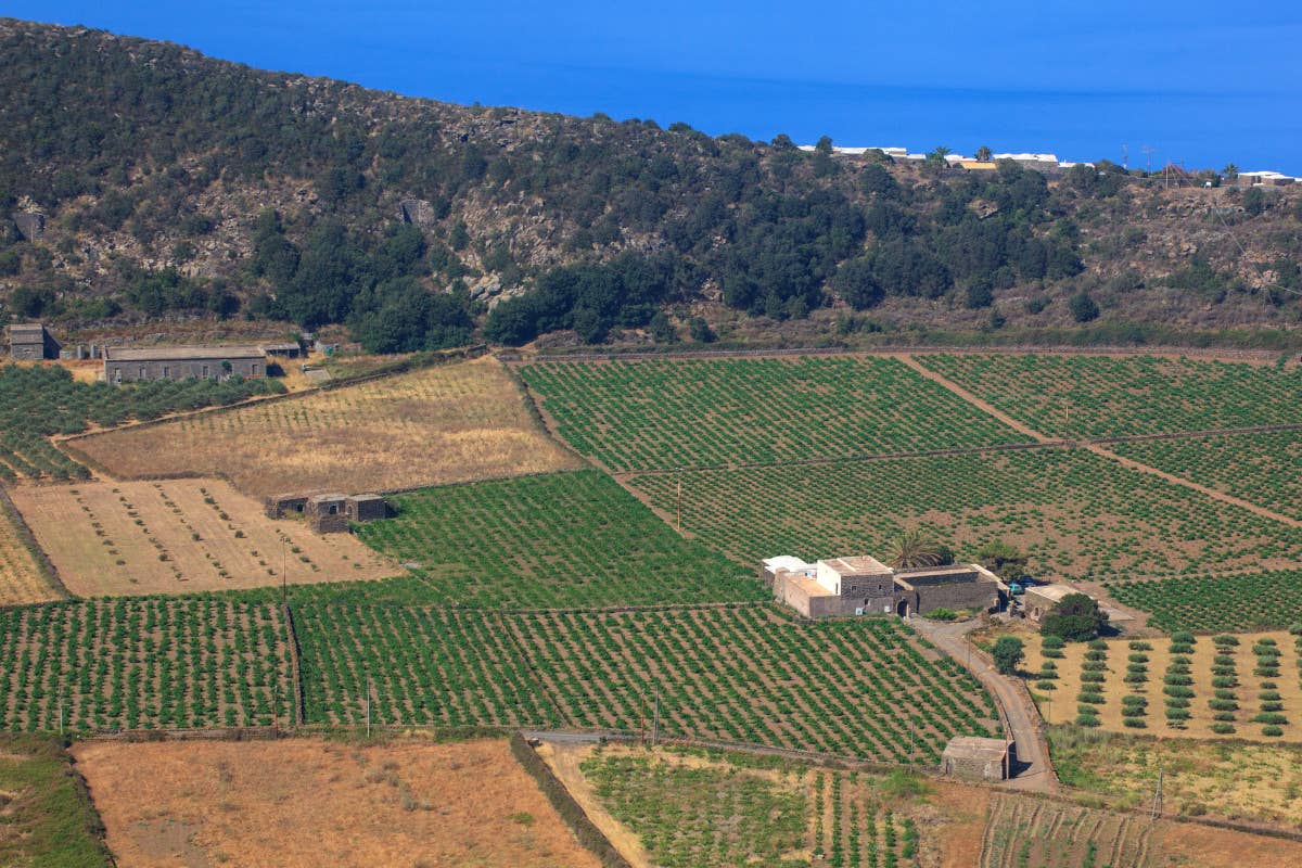 Zibibbo e non solo: la storia e la tradizione vinicola di Pantelleria