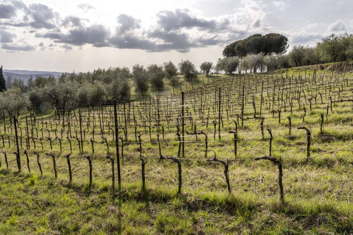 I Fabbri: interpretazione sincera del Chianti Classico di Lamole