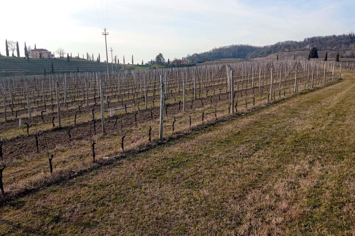 La Vigna dei 3 Pinot al Castello di Spessa: tre varietà, un solo terroir