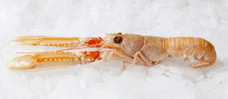 Gli scampi irlandesi sono fonte di proteine con quantit&agrave; di grassi molto bassa - Scampi irlandesi, per non privarsi di piatti che mixano gusto e salute