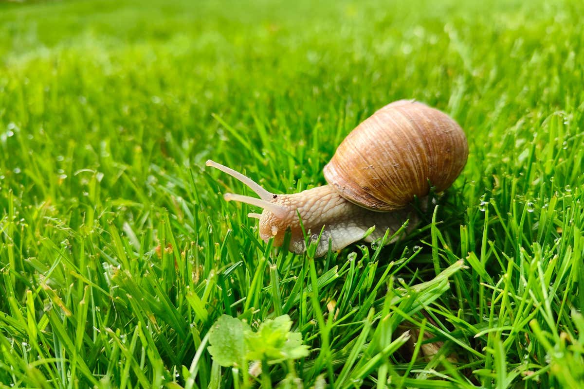 Buone notizie: in arrivo una legge che regola l'allevamento delle chiocciole