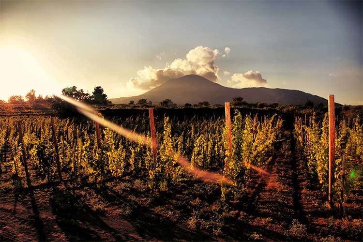 Sorrentino, vini di qualit&agrave; in Campania Frutto di passione e lavoro di squadra