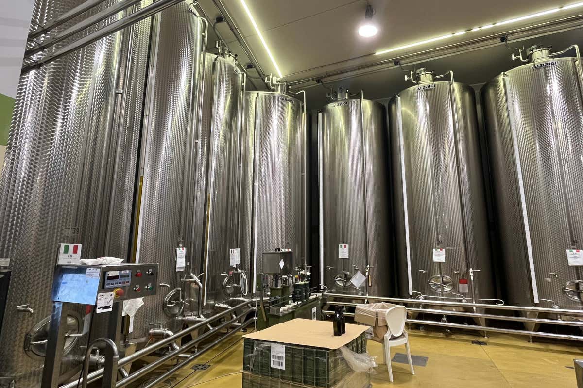 Meno olive, più qualità: come le stagioni complicate esaltano l’olio evo Meno olive, più qualità: come le stagioni complicate esaltano l’olio evo