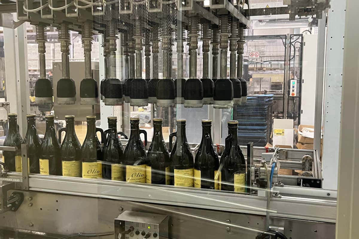 Meno olive, più qualità: come le stagioni complicate esaltano l’olio evo Meno olive, più qualità: come le stagioni complicate esaltano l’olio evo